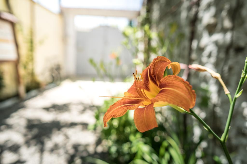Eco Garten Guest House Shkodër Eksteriør bilde